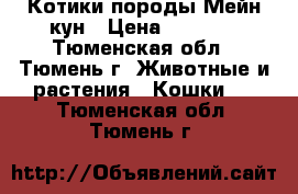 Котики породы Мейн-кун › Цена ­ 4 000 - Тюменская обл., Тюмень г. Животные и растения » Кошки   . Тюменская обл.,Тюмень г.